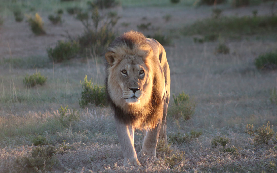 Tour 59B: 8 Day Kalahari Lion & Other Predators Camping Tour