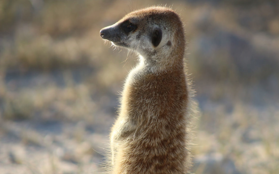 Tour 62: 10 Day Kalahari Meerkat (Suricate) 4×4 Tour