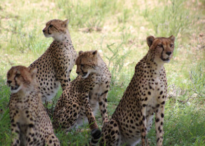 Kalahari Tours & Travel | tour operating company | guided tours | Green Kalahari | Northern Cape | South Africa | tailor-made tours | 4x4 | self drive convoy tours | Kalahari Desert | Wildlife Parks & Reserves | responsible tourism | accommodation | bed and breakfast | Upington | South Africa | Swaziland | Namibia | Botswana | Zimbabwe | Wildlife | Game viewing | South African Preditors | Cammspannen | Mazurka Waters | De Duine B&B