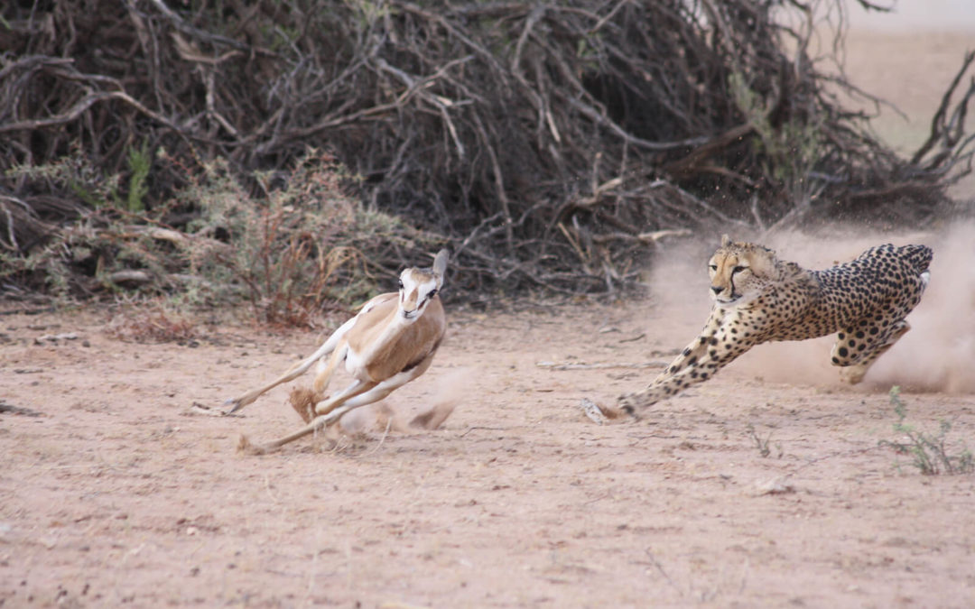 Tour 59A: 8 Day Kalahari Lion & Other Predators Chalet Tour