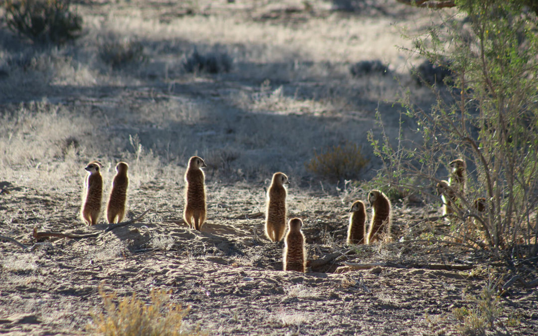 Tour 61: 4 Day Kalahari Meerkat (Suricate)Tour