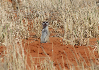 Kalahari Tours & Travel | tour operating company | guided tours | Green Kalahari | Northern Cape | South Africa | tailor-made tours | 4x4 | self drive convoy tours | Kalahari Desert | Wildlife Parks & Reserves | responsible tourism | accommodation | bed and breakfast | Upington | South Africa | Swaziland | Namibia | Botswana | Zimbabwe | Wildlife | Game viewing | South African Preditors | Cammspannen | Mazurka Waters | De Duine B&B