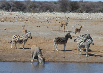 Kalahari Tours & Travel | tour operating company | guided tours | Green Kalahari | Northern Cape | South Africa | tailor-made tours | 4x4 | self drive convoy tours | Kalahari Desert | Wildlife Parks & Reserves | responsible tourism | accommodation | bed and breakfast | Upington | South Africa | Swaziland | Namibia | Botswana | Zimbabwe | Wildlife | Game viewing | South African Preditors | Cammspannen | Mazurka Waters | De Duine B&B