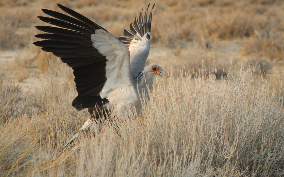 Tour 63: 13 Day South Africa Birding Tour