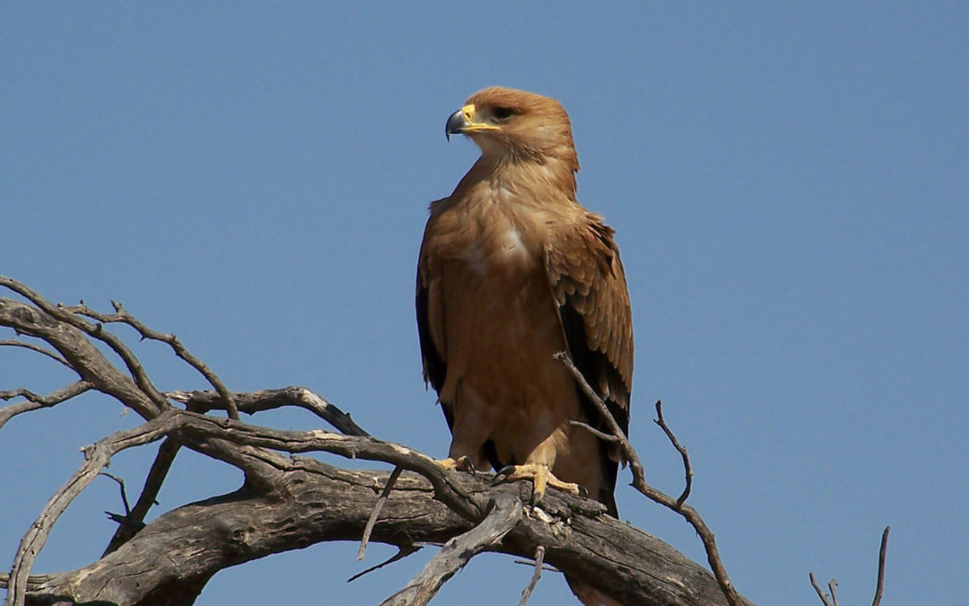 Tour 60: 4 Day+ Kalahari Raptor Tour