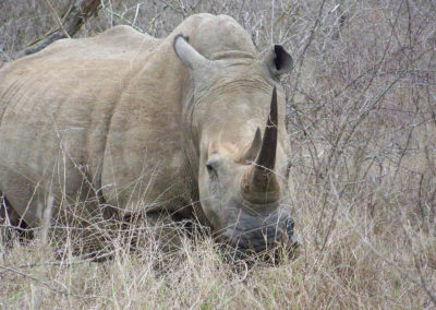 Kalahari Tours & Travel | tour operating company | guided tours | Green Kalahari | Northern Cape | South Africa | tailor-made tours | 4x4 | self drive convoy tours | Kalahari Desert | Wildlife Parks & Reserves | responsible tourism | accommodation | bed and breakfast | Upington | South Africa | Swaziland | Namibia | Botswana | Zimbabwe | Wildlife | Game viewing | South African Preditors | Cammspannen | Mazurka Waters | De Duine B&B