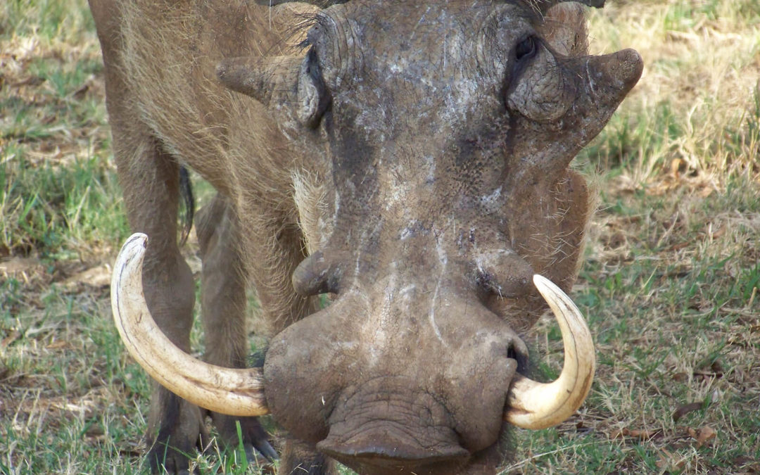 Tour 46: 14 Day Northern South Africa Parks & Kruger Park Wildlife Tour