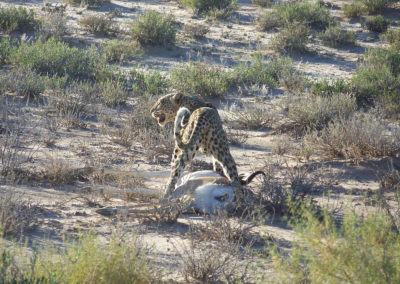 Kalahari Tours & Travel | tour operating company | guided tours | Green Kalahari | Northern Cape | South Africa | tailor-made tours | 4x4 | self drive convoy tours | Kalahari Desert | Wildlife Parks & Reserves | responsible tourism | accommodation | bed and breakfast | Upington | South Africa | Swaziland | Namibia | Botswana | Zimbabwe | Wildlife | Game viewing | South African Preditors | Cammspannen | Mazurka Waters | De Duine B&B