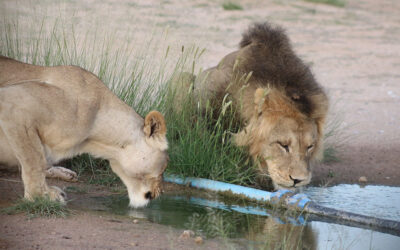 14 DAY BOTSWANA 4X4 SAFARI (Mabuasehube – Khutse – Central Kalahari) 04-17 APRIL 2026