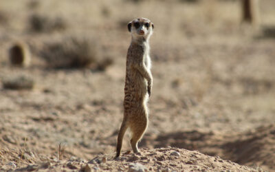 07 DAY KGALAGADI TRANSFRONTIER PARK GUIDED SAFARI 21-27 APRIL 2026