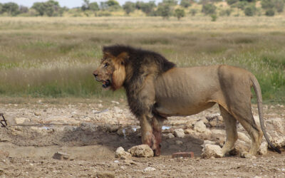 08 DAY KALAHARI BIG CATS & RAPTORS SAFARI – 05-12 FEBRUARY 2027